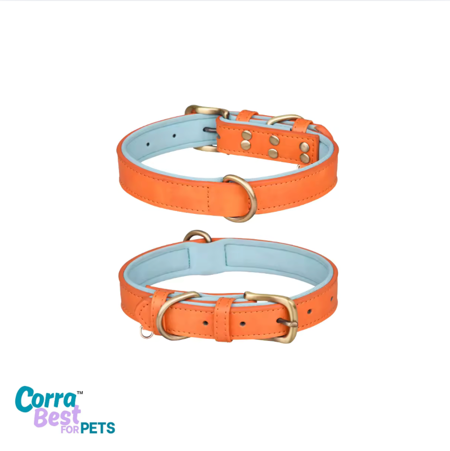 Two orange dog collars with light blue interior and gold hardware on a white background, featuring 'Corra Best for Pets' branding.